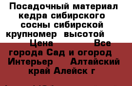 Посадочный материал кедра сибирского (сосны сибирской) крупномер, высотой 3-3.5  › Цена ­ 19 800 - Все города Сад и огород » Интерьер   . Алтайский край,Алейск г.